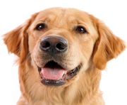 dog face png 2